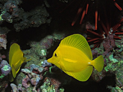 Yellow tang