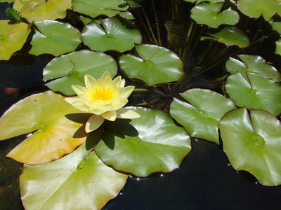 Yellow water-lily