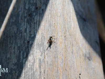 Yellowjacket (Eastern yellowjacket)