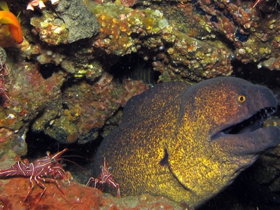 Yellowmargin moray