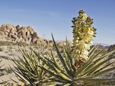 Yucca
