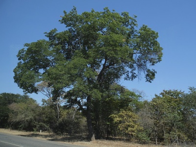 Zambezi teak