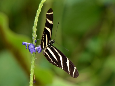 Zebra longwing
