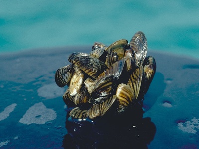 Zebra mussel