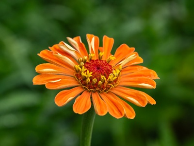 Zinnia 'State Fair Orange'