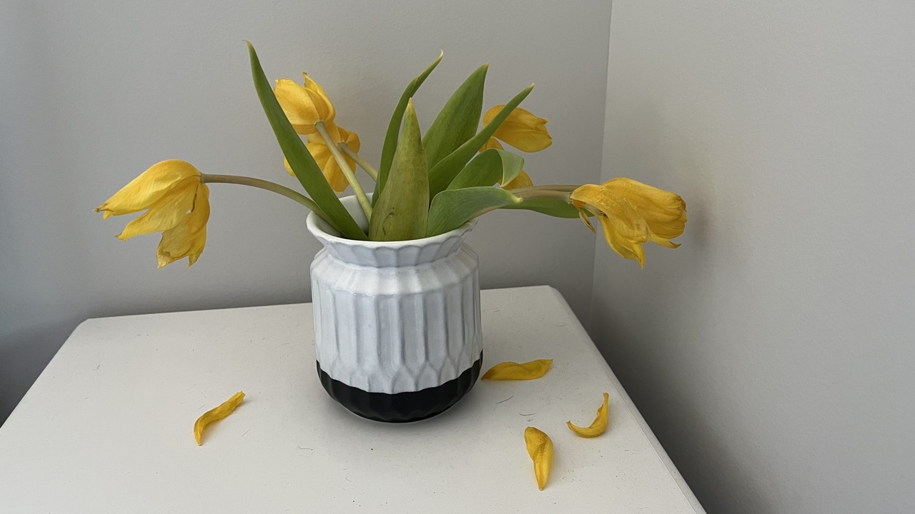 Houseplant with yellowing leaves and stunted growth showing above-ground symptoms of a root-bound plant