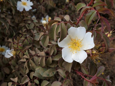 Abyssinian rose