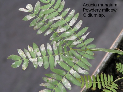 Acacia mangium