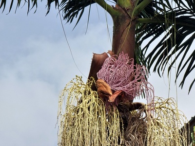Açaí palm