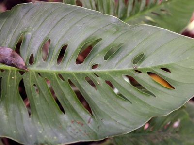 Adanson's Monstera