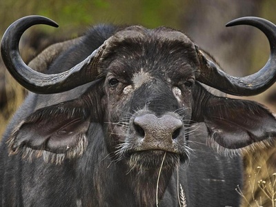 African buffalo