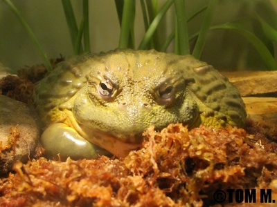 African bullfrog