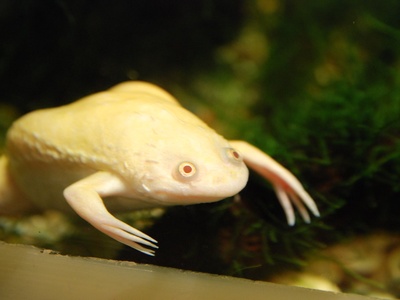 African clawed frog