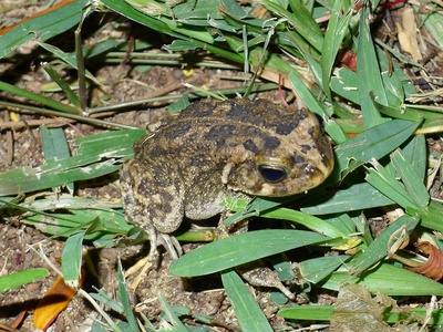 African Common Toad