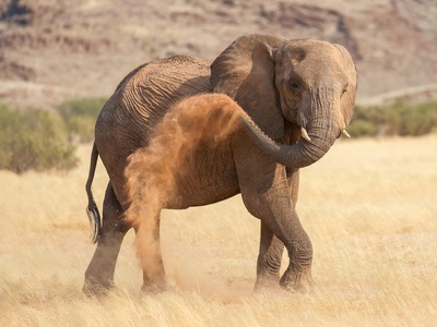 African elephant