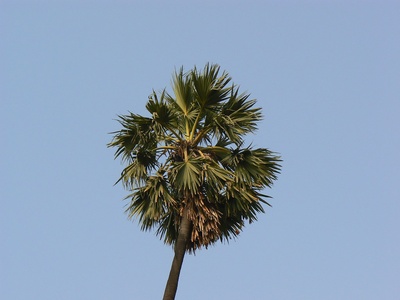 African fan palm