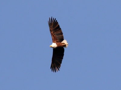 African Fish Eagle