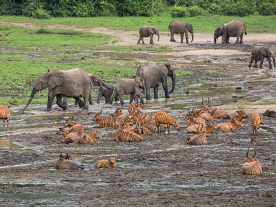 African forest elephant