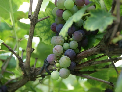 African grape