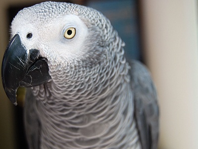 African grey parrot