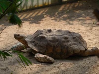 African helmeted turtle