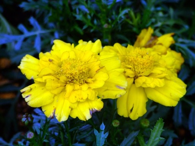 African marigold (Tagetes erecta)