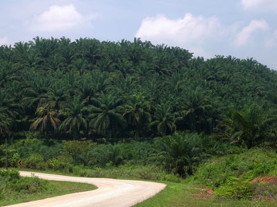 African oil palm