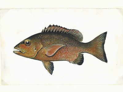 African red snapper