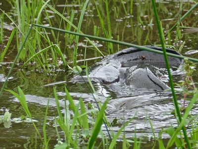African sharptooth catfish
