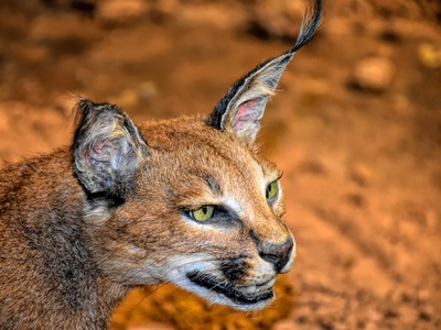 African wildcat
