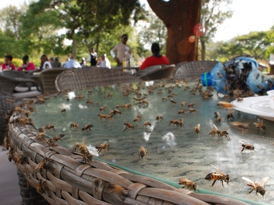 Africanized honey bee
