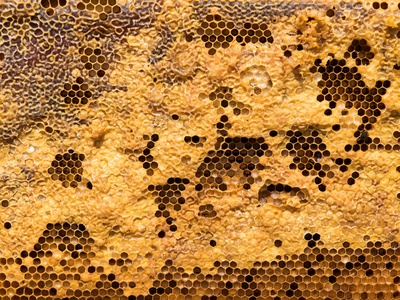 Africanized honey bees
