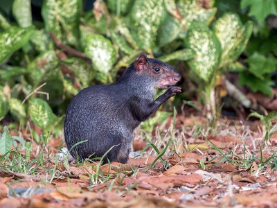Agouti