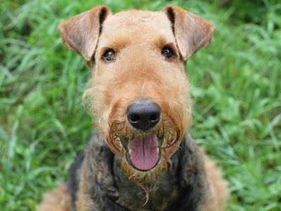 Airedale Terrier
