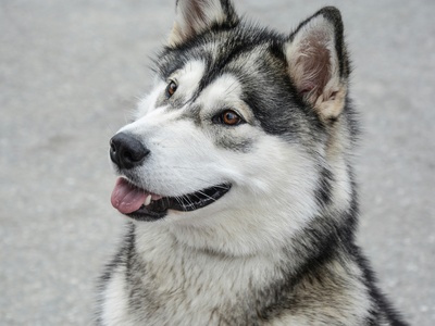 Alaskan Malamute