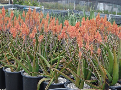 Aloe camperi