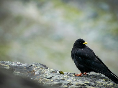 Alpine Chough