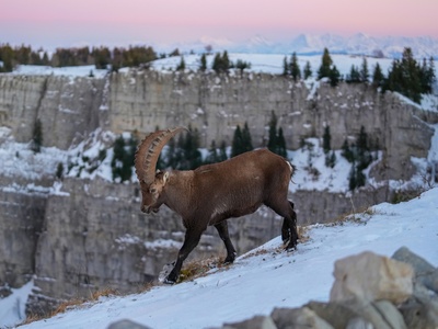 Alpine ibex