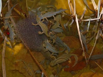 Alpine newt