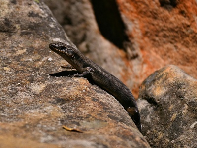 Alpine salamander