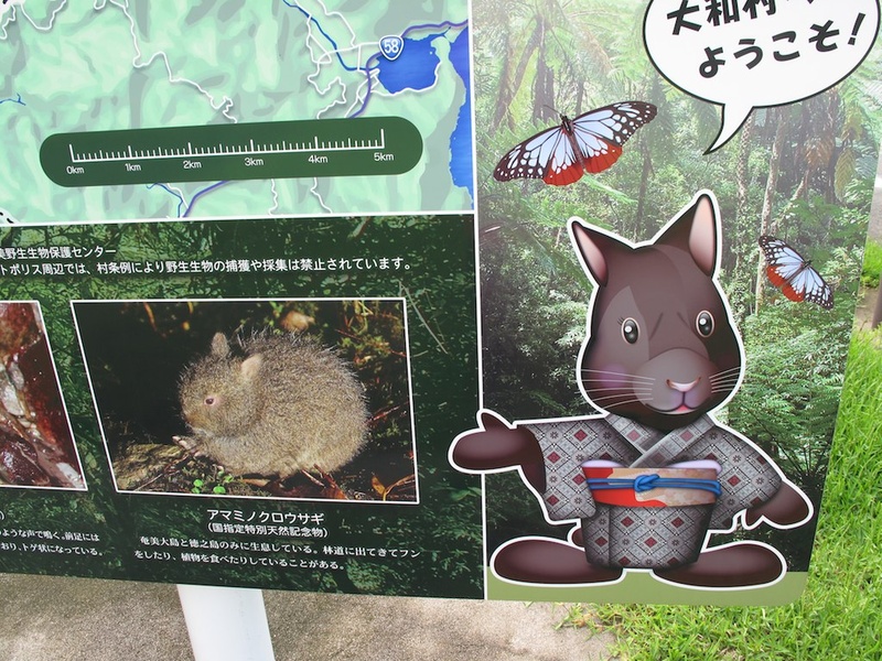 Primitive Amami Rabbit Animals Only Found In Japan: The Complete List - Flora Fauna Fun