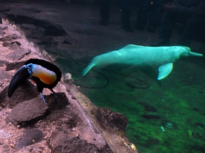 Amazon river dolphin