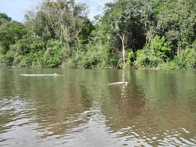 Amazon river dolphin (boto)