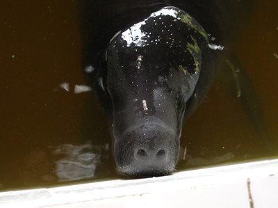 Amazonian manatee