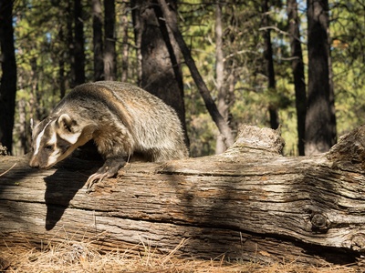 American badger