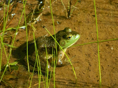 American bullfrog