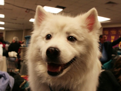 American Eskimo Dog
