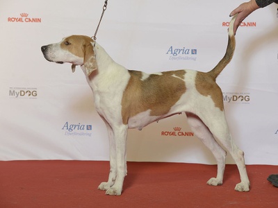 American Foxhound