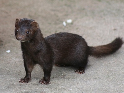 American mink