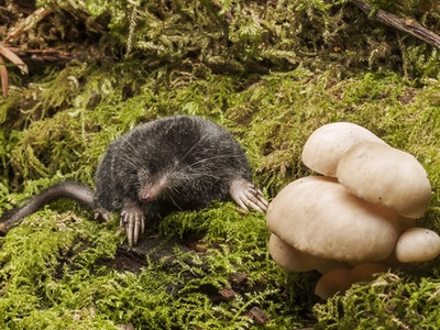 American shrew mole
